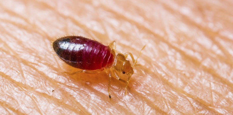 Buffalo, NY Bed Bug Treatment and Bed Bug Exterminator