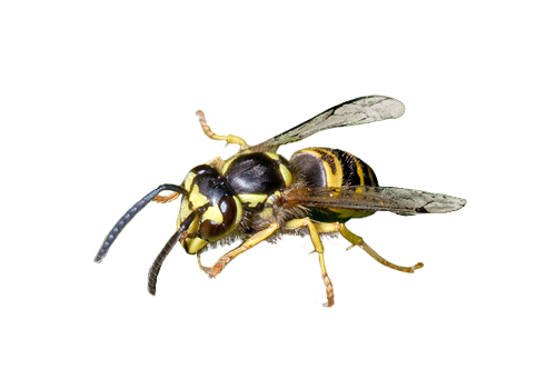Williamsville, NY Bee Exterminator