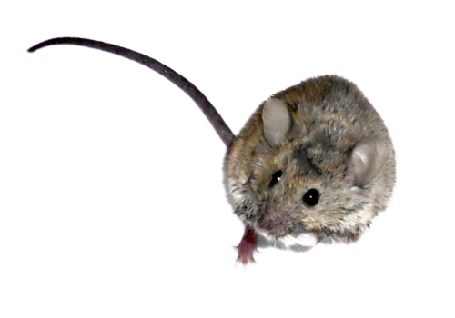 Getzville, NY Residential Pest Control Services and Rodent Removal